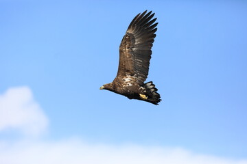 White-tailed eagle (Haliaeetus albicilla) is a large bird of prey, widely distributed across temperate Eurasia. This photo was taken in Japan.