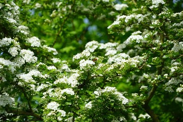 Weiße Blüten und Blätter des Weißdorns im Frühling, Hecke, Natur, Strauch, Crataegus, Flora,...
