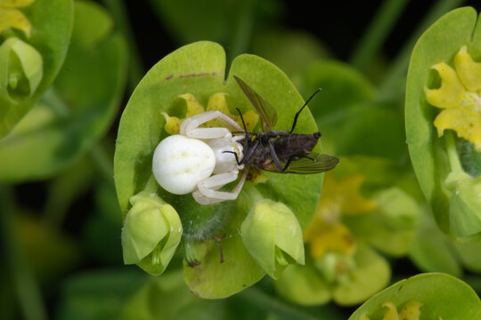 Une thomise variable (Misumena vatia) a capturé une mouche sur une fleur d'euphorbe