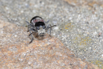 Le grand clairon est un  Coléoptère prédateur très coloré  (Clerus mutillarius)