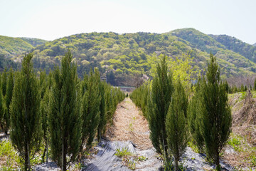 Fototapeta na wymiar Growing young cypress seedlings for landscaping
