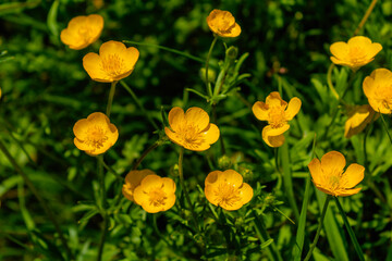 Buttercup or creeping buttercup in a garden in spring, ranunculus repens