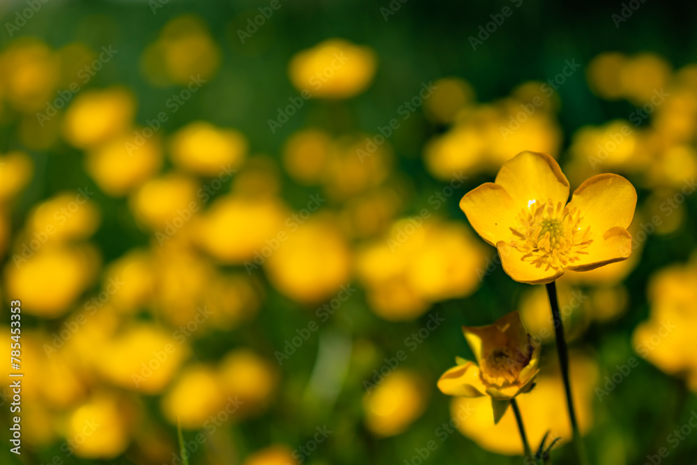 Wall mural buttercup or creeping buttercup in a garden in spring, ranunculus repens