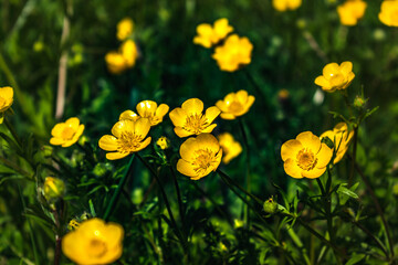 Buttercup or creeping buttercup in a garden in spring, ranunculus repens