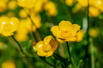 Obraz premium Buttercup or creeping buttercup in a garden in spring, ranunculus repens