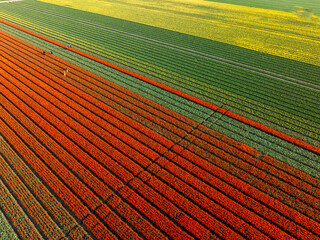 aerial shot of fields of blooming tulips