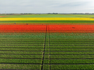 aerial shot of fields of blooming tulips