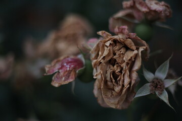 A dry rose