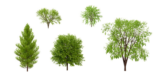 Deciduous trees on an isolated white background. Collection 3D rendering.