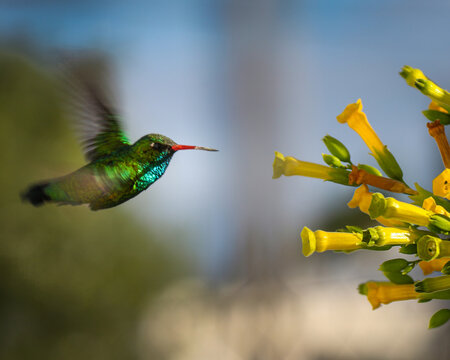 Beautiful hummingbird flying towards a yellow palan palan flower (Chlorostilbon lucidus)