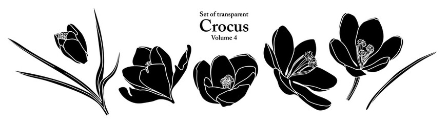 A series of isolated flower in cute hand drawn style. Silhouette Crocus on transparent background. Drawing of floral elements for coloring book or fragrance design. Volume 4.
