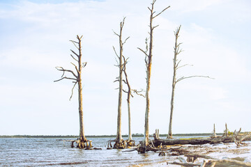 Exposed roots of a beach tree at low tide in Mashes Sands, Florida