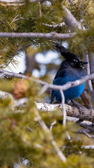 Blue bird that i captured at one of the lookout points at bryce canyon