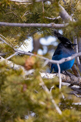 Blue bird that i captured at one of the lookout points at bryce canyon