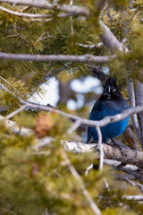 Blue bird that i captured at one of the lookout points at bryce canyon