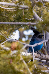 Blue bird that i captured at one of the lookout points at bryce canyon