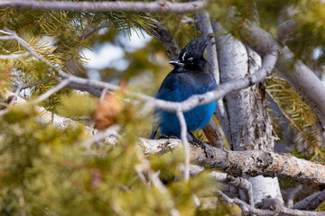 Blue bird that i captured at one of the lookout points at bryce canyon
