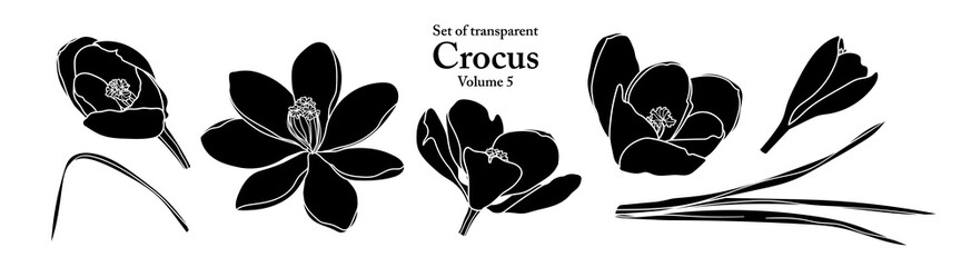 A series of isolated flower in cute hand drawn style. Silhouette Crocus on transparent background. Drawing of floral elements for coloring book or fragrance design. Volume 5.
