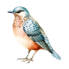 Fototapeta premium A bird watercolor style, illustration.