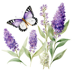 butterfly bush watercolor style, illustration.