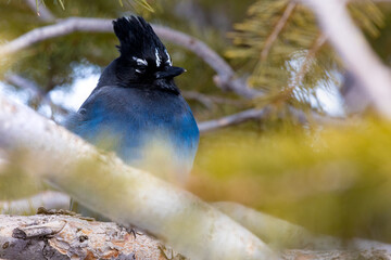 Blue bird that i captured at one of the lookout points at bryce canyon