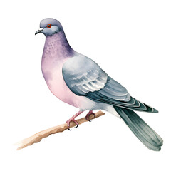 columba livia bird watercolor style, illustration.