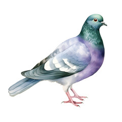 columba livia bird watercolor style, illustration.