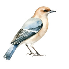 A bird watercolor style, illustration.