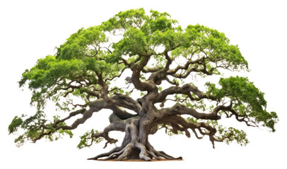 PNG  Angel oak tree bonsai nature plant - obrazy, fototapety, plakaty