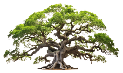 PNG  Angel oak tree bonsai nature plant