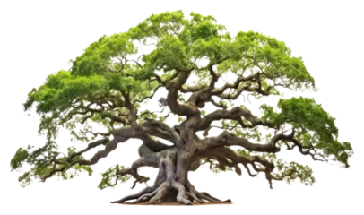 PNG  Angel oak tree bonsai nature plant © Rawpixel.com