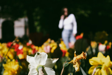 Blurred silhouette of a woman walking among blooming spring flowers in the park, garden....