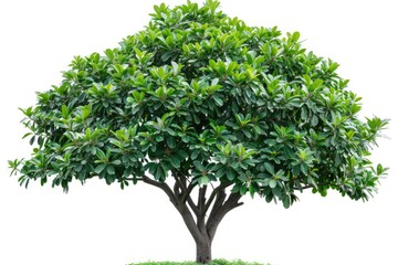 Isolated Buckeye Tree on White Background with Clipping Path for Easy Cut-Out. Nature and Environment Concept in Green. 