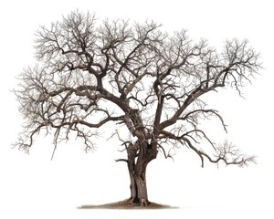 Isolated Tree Without Leaves on White Background. Depicting Winter, Natural Beauty and Old Age of Trees