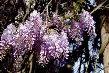 Fototapeta premium Glycine en floraison retombante