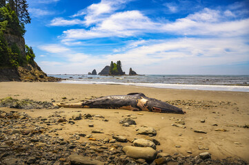 Beached whale carcass at La Push Third Beach, Washington State.