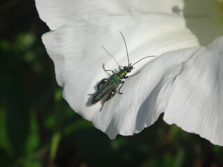 Thick-legged flower beetle (Oedemera nobilis), also known as swollen-thighed beetle, male on a...
