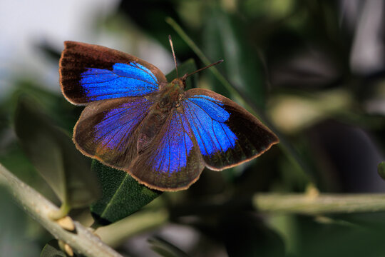 A Japanese Oakblue butterfly standing on a leaf in a Kyoto garden.