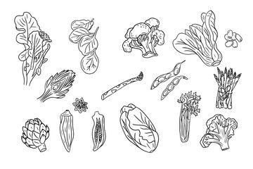Set of outline sketchy drawings of green veggies. Black outline doodles isolated on white background. Vegan friendly concept. Ideal for coloring pages, tattoo, pattern