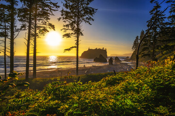 Colorful sunset through the trees at Ruby Beach with piles of deadwood and sea stacks in Olympic...