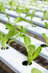 Closeup Young Cos lettuce in Hydroponic system rack, organic agriculture industry concept