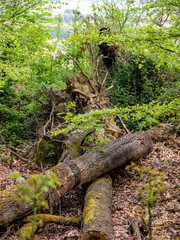 Abgestorbene Bäume im Wald