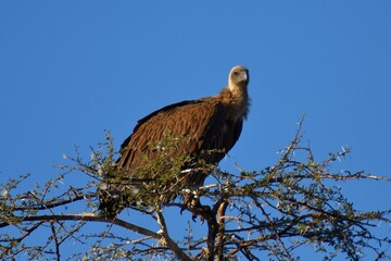 Ohrengeier in Namibia