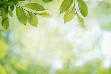 Fototapeta na wymiar Blurred natural background with green tree leaves 
