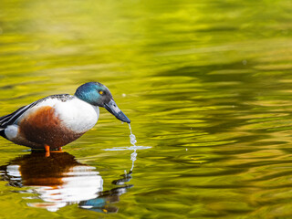 水辺のハシビロガモ