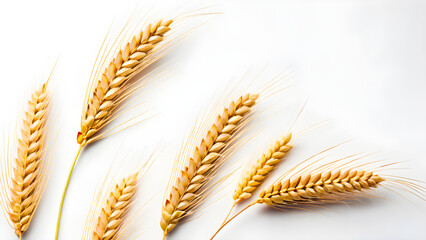 wheat ears isolated on white background