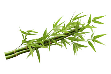 PNG Bamboo plant white background asparagus - obrazy, fototapety, plakaty