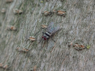 Striped root-maggot fly (Anthomyia illocata) sitting on tree bark