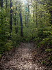 Dunkler Weg durch den Wald