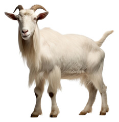 PNG A goat livestock mammal animal
